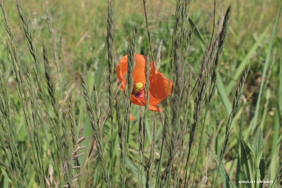 NATJEČAJ ZA NAJBOLJU FOTOGRAFIJU - Tema „BILJKA“
